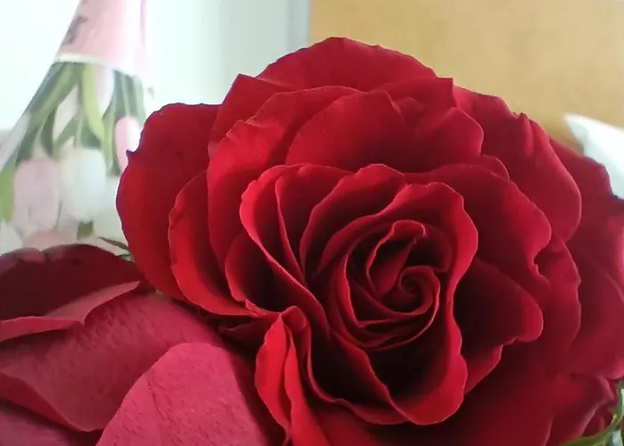 Apartamento 25 Porto Novíssímo Estudio em Cedofeita AC Olive Oporto